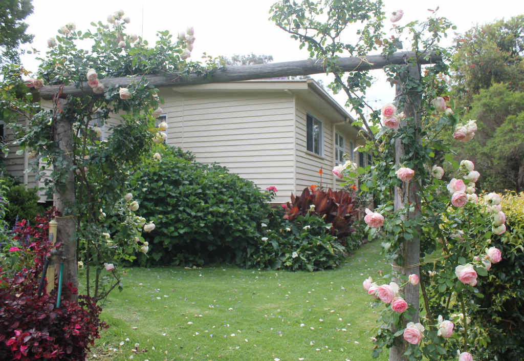 Margaret Finlay is a self-confessed rose addict with over an acre and a half full of beautiful flowers and plants. Margaret Finlay is a self-confessed rose addict with over an acre and a half full of beautiful flowers and plants.